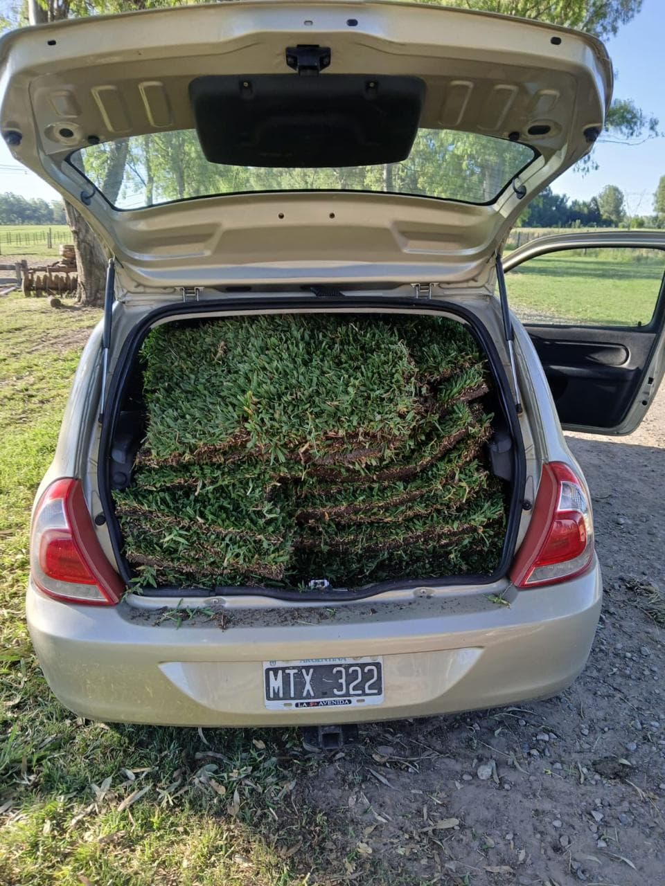 Cliente retirando pasto en el baúl de su auto Cliente retirando pasto en el baúl de su auto