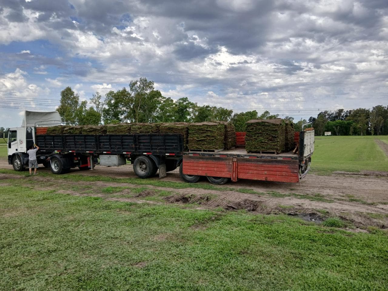 Pallets de pasto natural listos para retirar o entregar Pallets de pasto natural listos para retirar o entregar